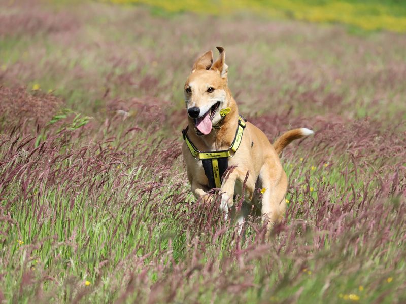 Dog charity sales events near me